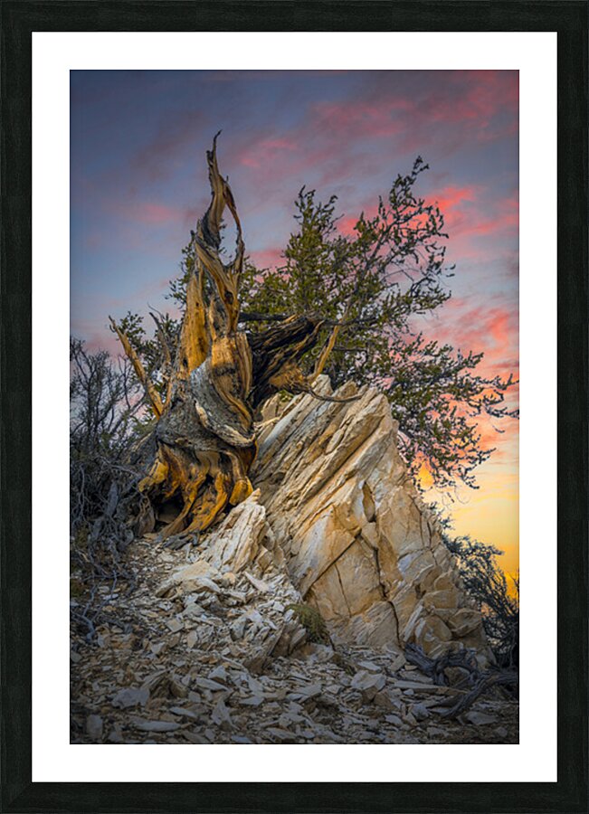 Resilience Picture Frame print