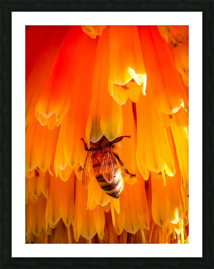 Golden Nectar Picture Frame print
