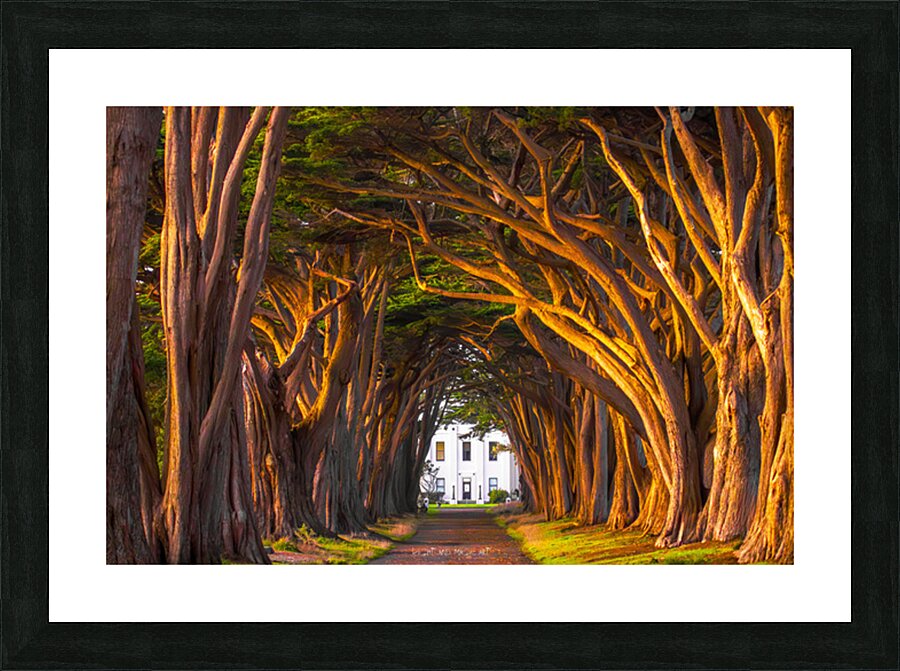 Tree Tunnel Enigma Picture Frame print
