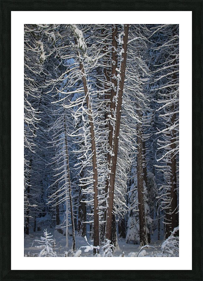 Quintessence 1 Picture Frame print