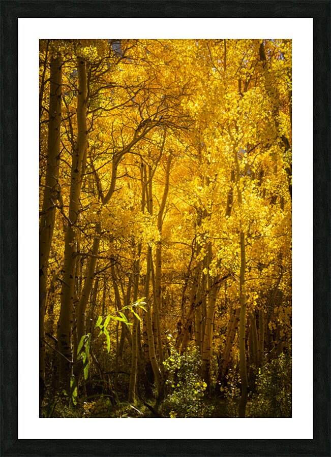 Autumn Glow Picture Frame print