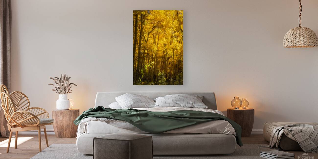 Autumn Glow Reproduction