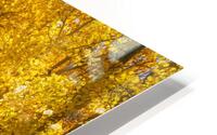 Autumn Glow HD Metal print