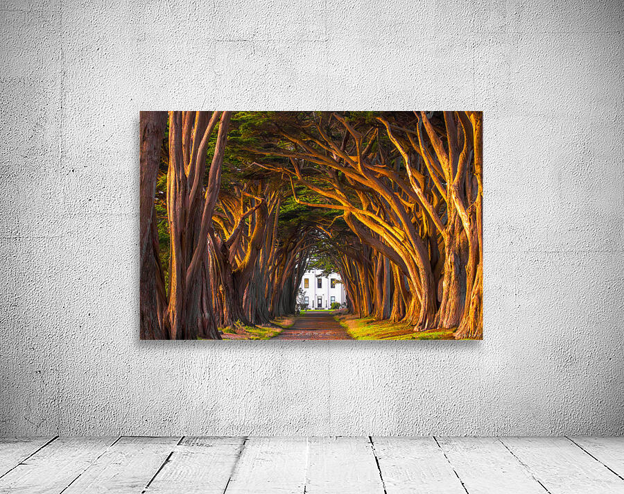 Tree Tunnel Enigma Wall Preview
