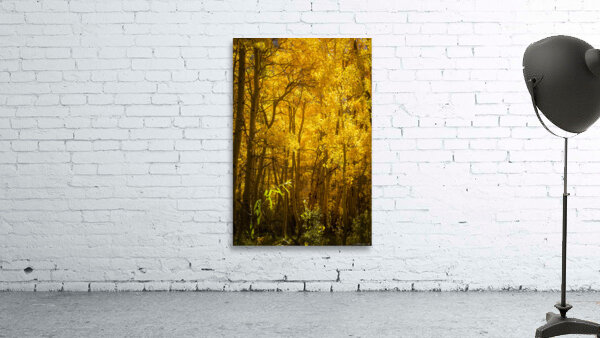 Autumn Glow Wall Preview