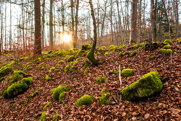 Evening sun reflecting on beautiful moss covered rocks in the forest  Digital Download