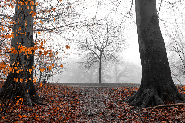 Trees and orange leaves in a park on a foggy morning  Digital Download