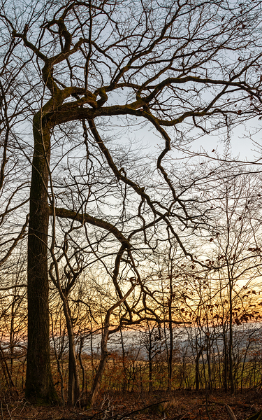 Beautifully shaped tree at the edge of the forest at sunset  Digital Download