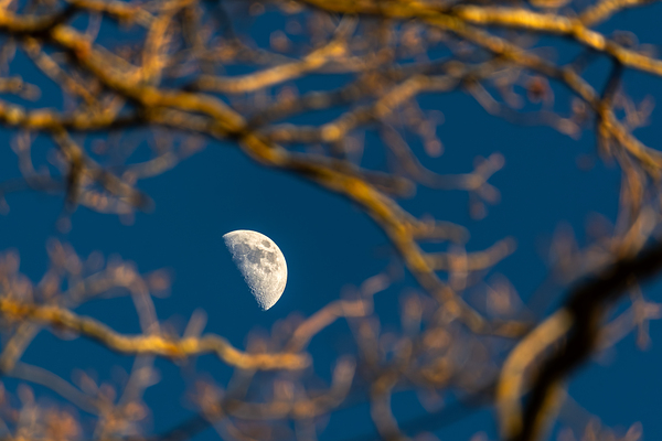 Beautiful image of a crescent moon seen through three branches at sunset  Digital Download