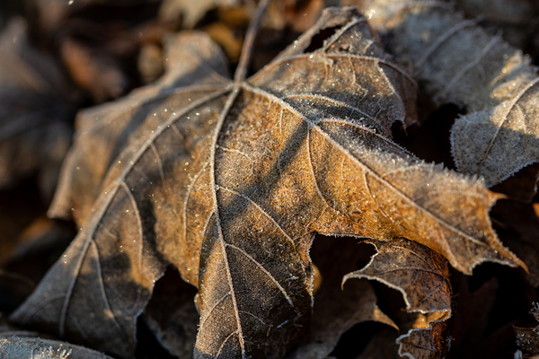 Closeup macro shot of withered brown maple leaf covered by beautiful ice crystals  Digital Download