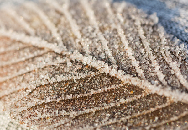 Frozen Leaf Digital Download