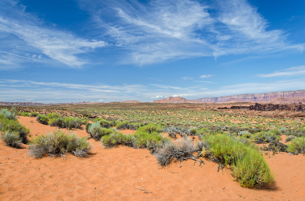 Bushes Digital Download