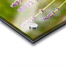 Closeup macro shot of purple lavender flowers in the sunlight  Acrylic print