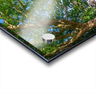 Traditional punt boats Stocherkahn at the pier at the Neckar River in Tübingen Germany Acrylic print