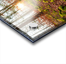 Evening sun reflecting on beautiful moss covered rocks in the forest  Acrylic print