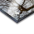 Beautifully shaped tree at the edge of the forest at sunset  Acrylic print