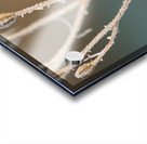Macro photo of beautifully frozen plant Acrylic print