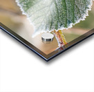 Macro shot of a frozen leaf Acrylic print