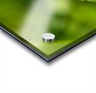Dewdrops on Grass Acrylic print