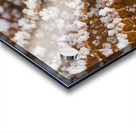 Winter Leaf Acrylic print