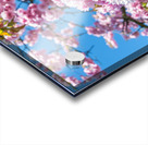 Cherry Blossom Acrylic print