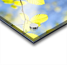Spring Leaves Acrylic print