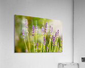 Closeup macro shot of purple lavender flowers in the sunlight  Acrylic Print