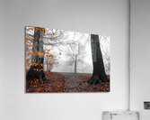 Trees and orange leaves in a park on a foggy morning  Acrylic Print