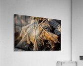 Closeup macro shot of withered brown maple leaf covered by beautiful ice crystals  Acrylic Print