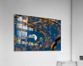 Beautiful image of a crescent moon seen through three branches at sunset  Acrylic Print