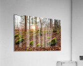 Evening sun reflecting on beautiful moss covered rocks in the forest  Acrylic Print