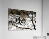 Organic Crossing Acrylic Print