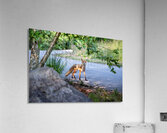 After the Fox Acrylic Print