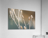 Macro photo of beautifully frozen plant Acrylic Print