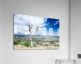 Desert Tree Acrylic Print