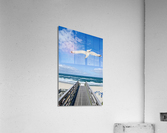Seagull Acrylic Print