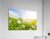 Blowball Flowers Acrylic Print