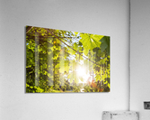 Sun and Leaves Acrylic Print