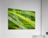 Dewdrops Acrylic Print