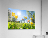 Tulips Acrylic Print