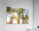 Temple Acrylic Print