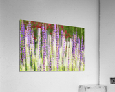 Lavender Acrylic Print