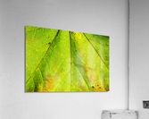 Maple Leaf  Acrylic Print