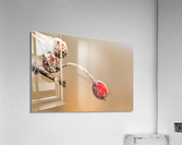 Frozen Rosehip Acrylic Print
