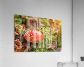 Fly Agaric Mushroom Acrylic Print