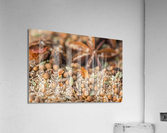 Indian Spice Acrylic Print