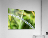 Nature Acrylic Print
