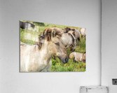 Konik Acrylic Print
