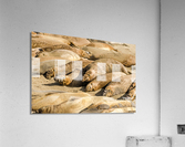 Sea Elephants Acrylic Print