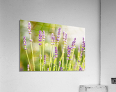 Sunny Lavender Acrylic Print